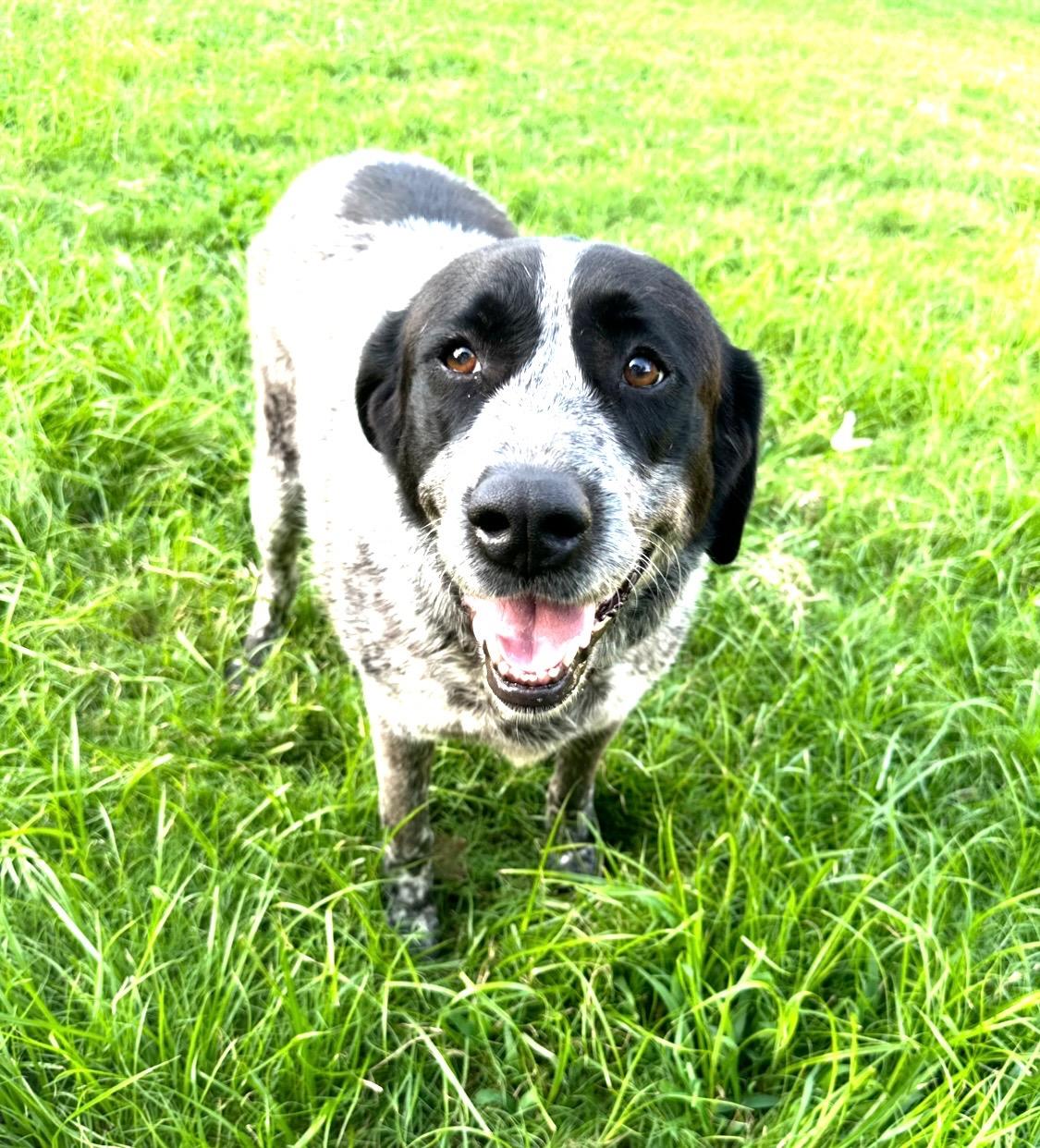 Remmie, a ADOPTABLE German Shorthaired Pointer in Middletown , CT image 4/4