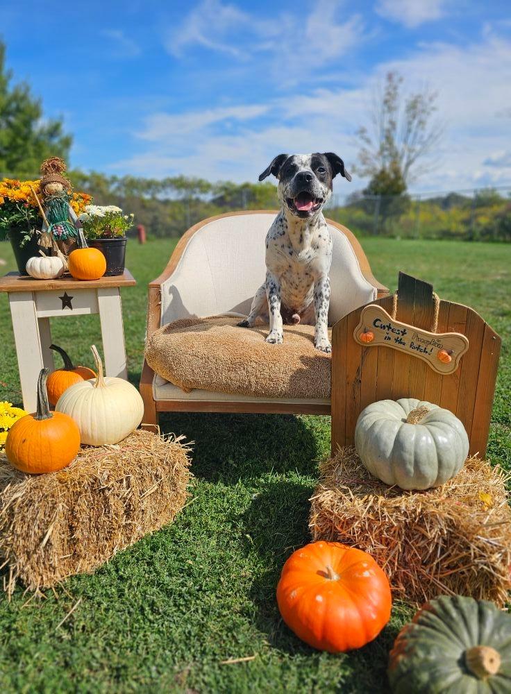 Apache, Adoptable, Young Male Dalmatian & Pit Bull Terrier.