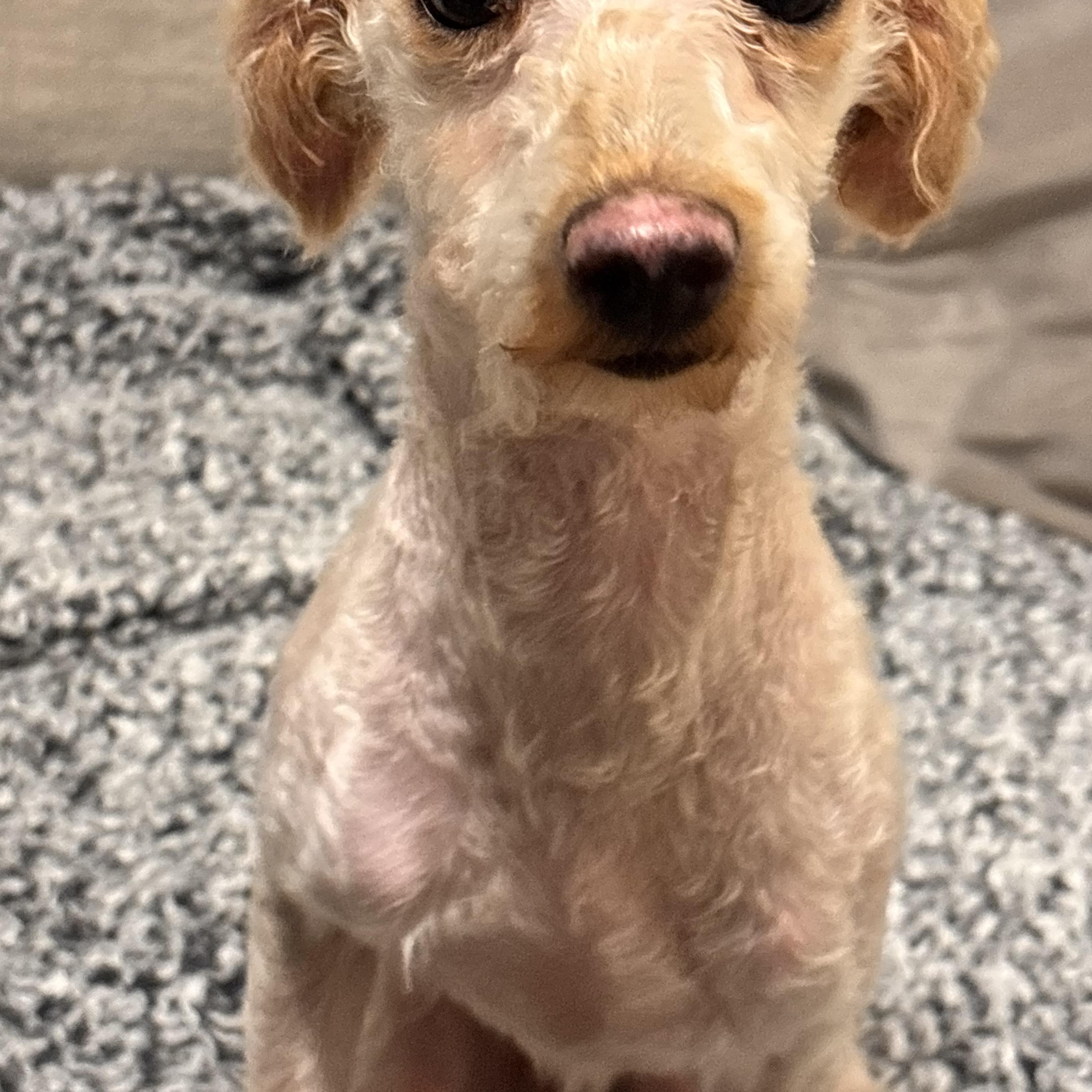 Enlarge Butters, an adopted Miniature Poodle in New Orleans, LA image 3/5