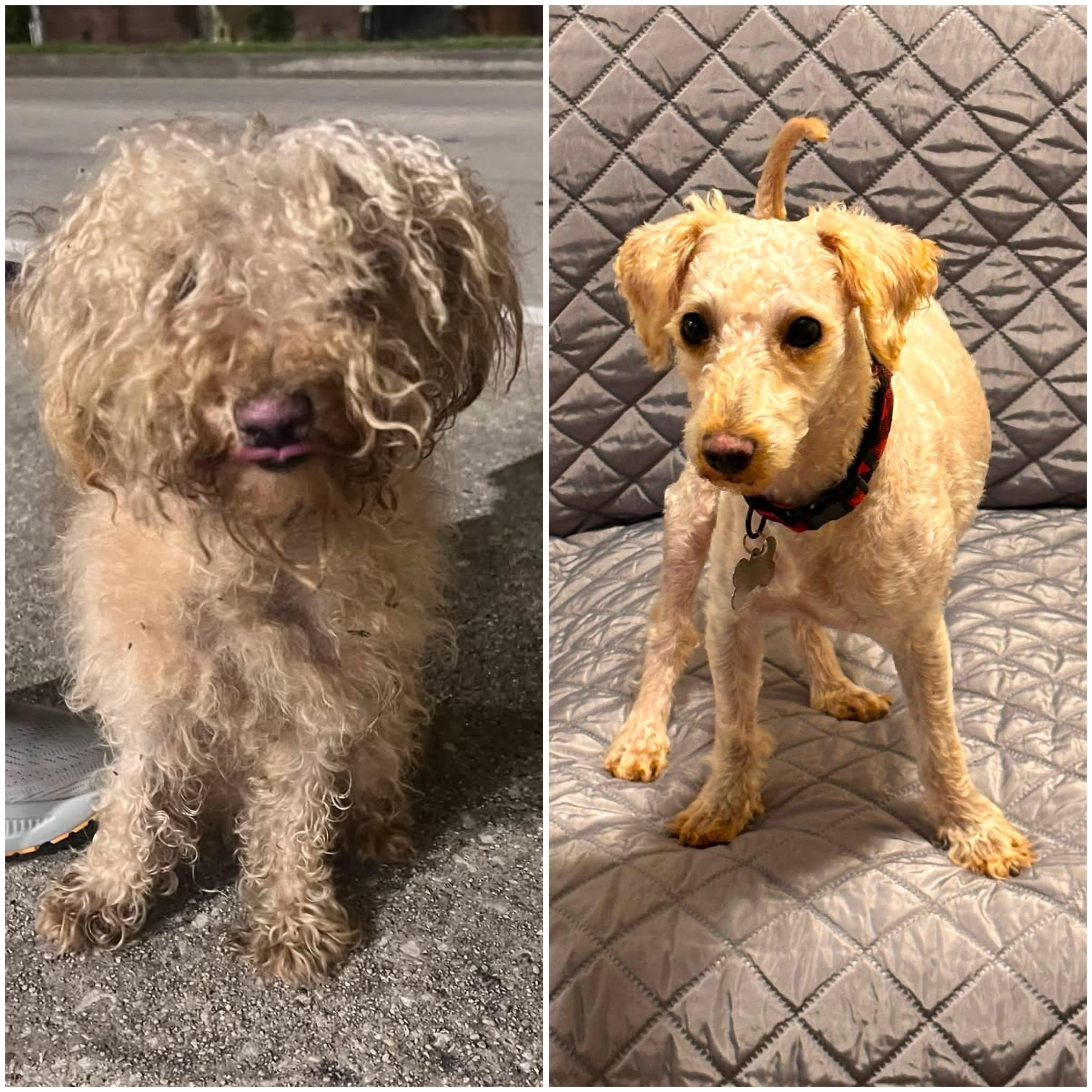 Enlarge Butters, an adopted Miniature Poodle in New Orleans, LA image 1/5