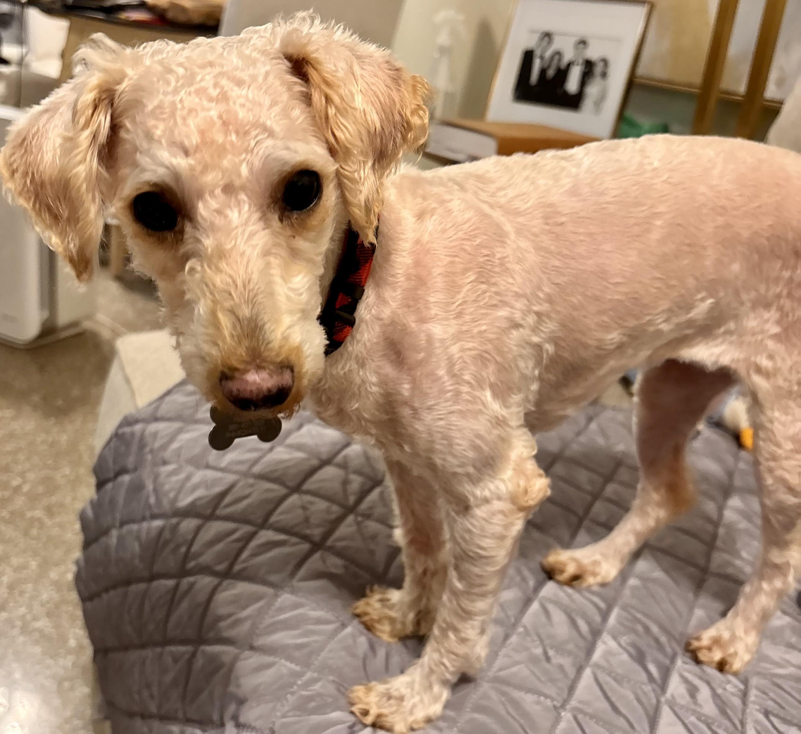 Enlarge Butters, an adopted Miniature Poodle in New Orleans, LA image 5/5