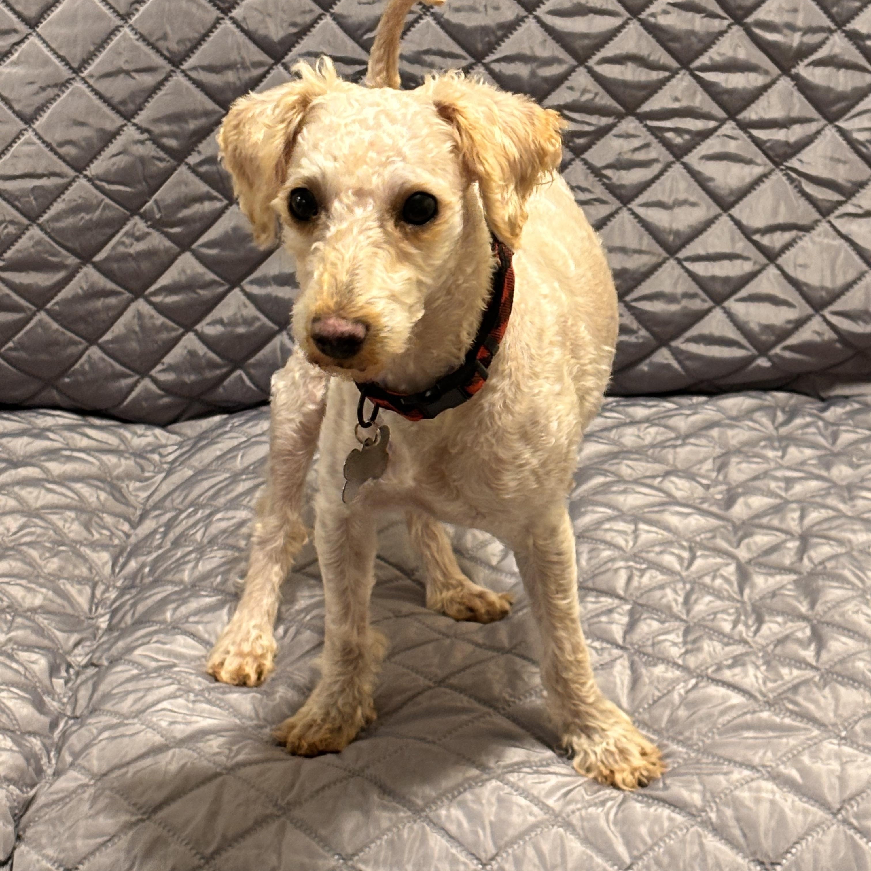 Enlarge Butters, an adopted Miniature Poodle in New Orleans, LA image 2/5