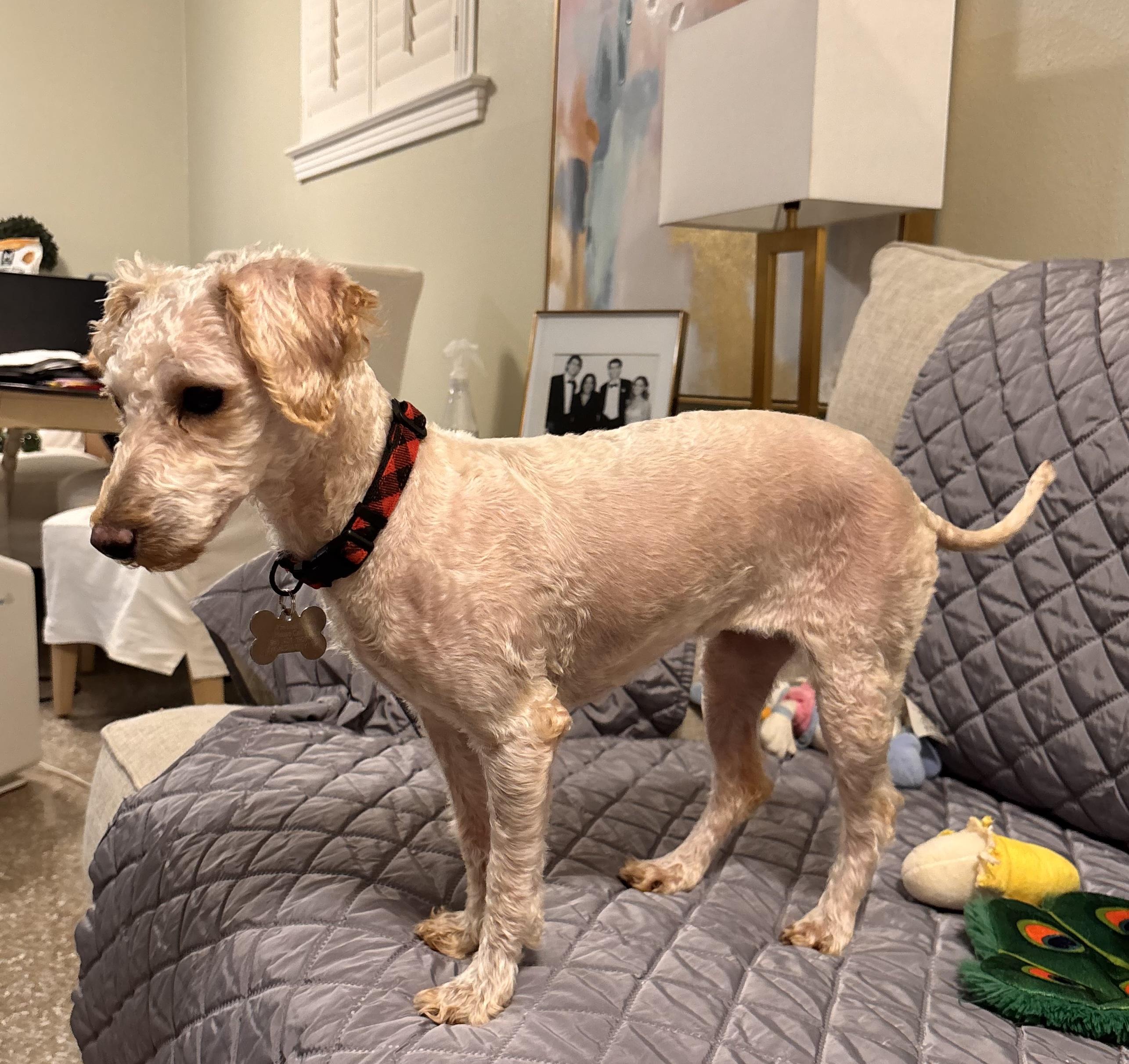 Enlarge Butters, an adopted Miniature Poodle in New Orleans, LA image 4/5
