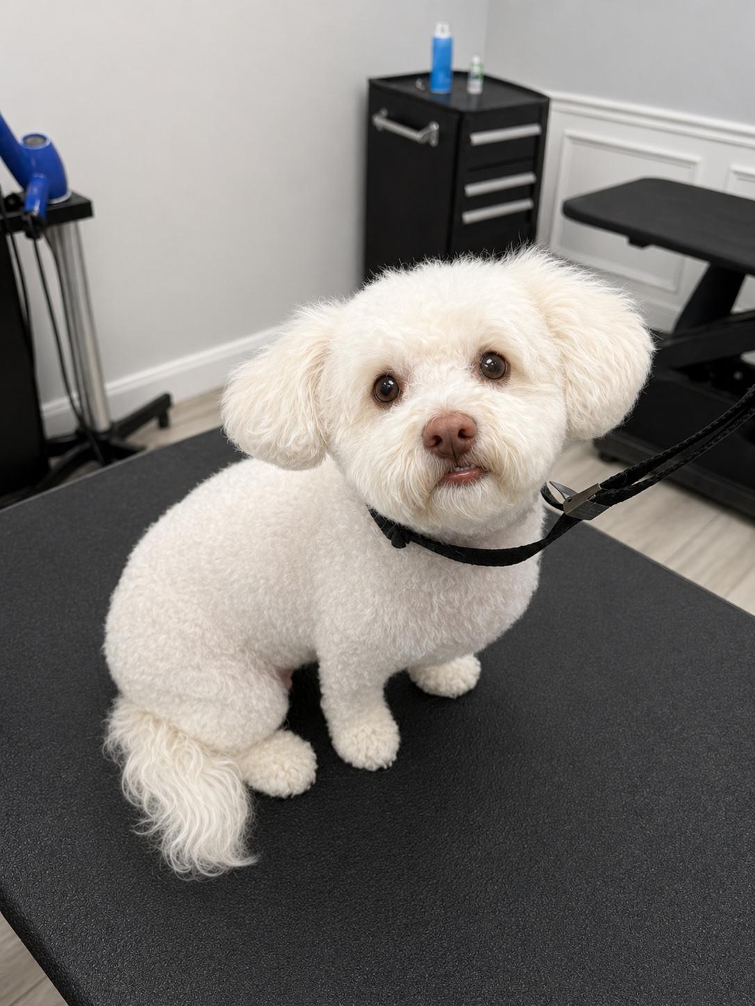 Goose, Adoptable, Young Male Bichon Frise & Poodle.