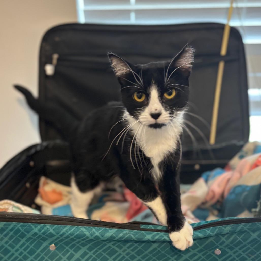 Enlarge Hutch, a Adoptable Domestic Short Hair in Columbia, MO image 1/3