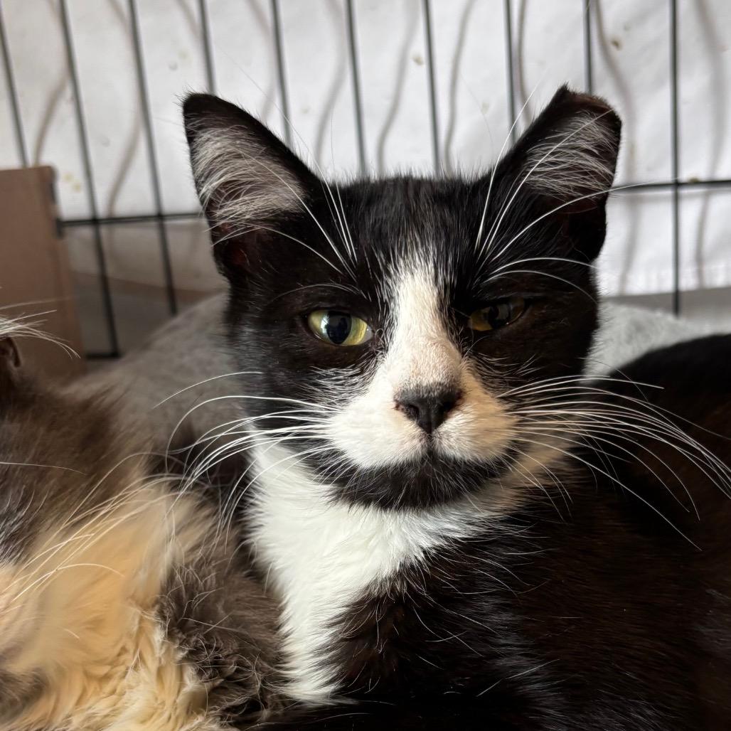 Enlarge Hutch, a Adoptable Domestic Short Hair in Columbia, MO image 2/3