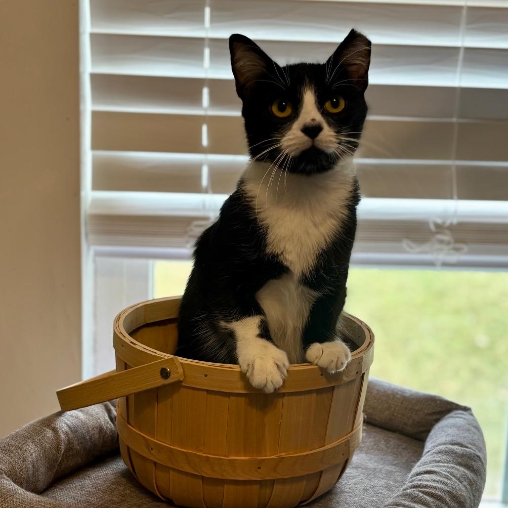 Enlarge Hutch, a Adoptable Domestic Short Hair in Columbia, MO image 3/3