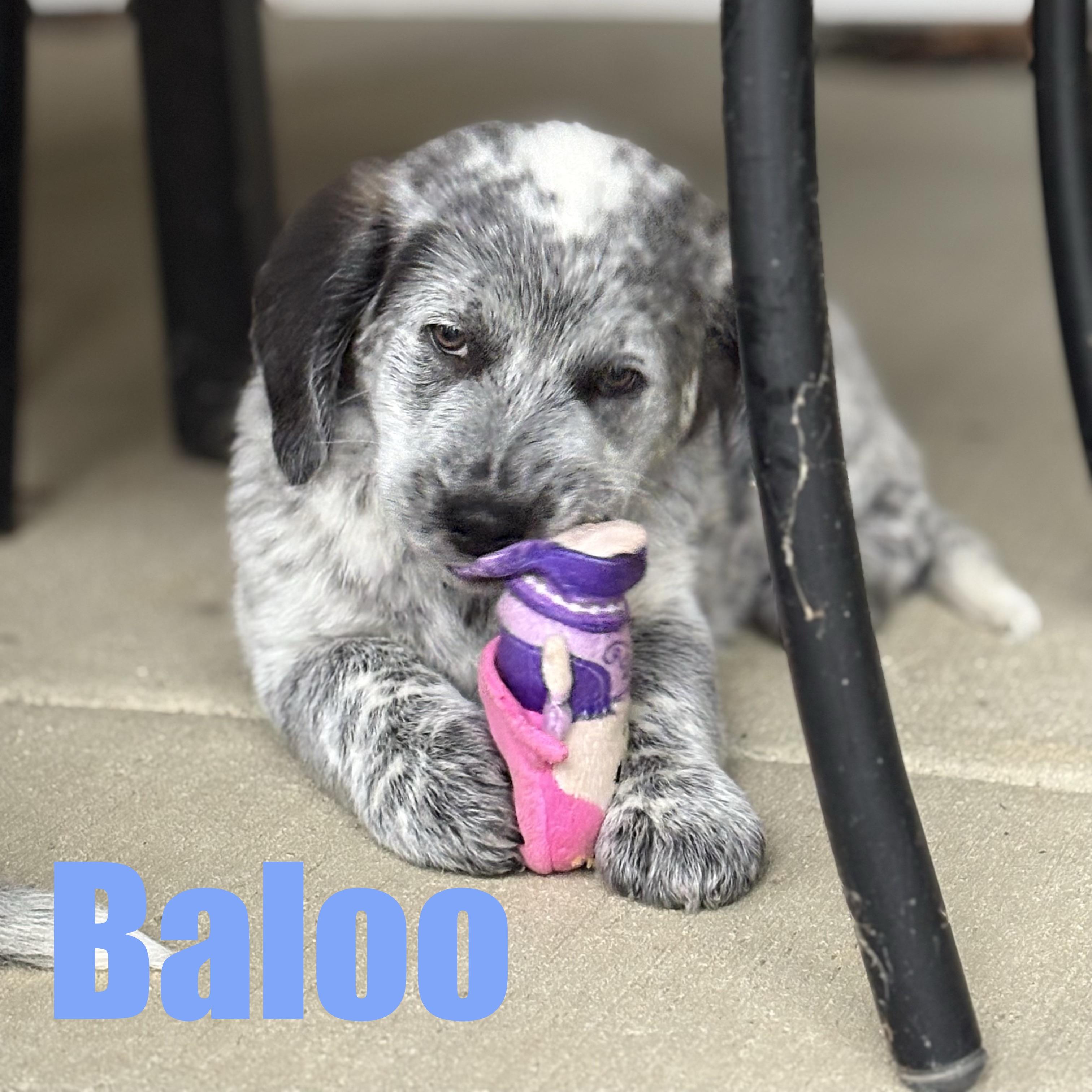 Baloo, adopted, Puppy Male Australian Cattle Dog / Blue Heeler & Great Pyrenees.