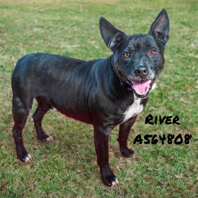 RIVER, Adoptable, Young Male Pit Bull Terrier.