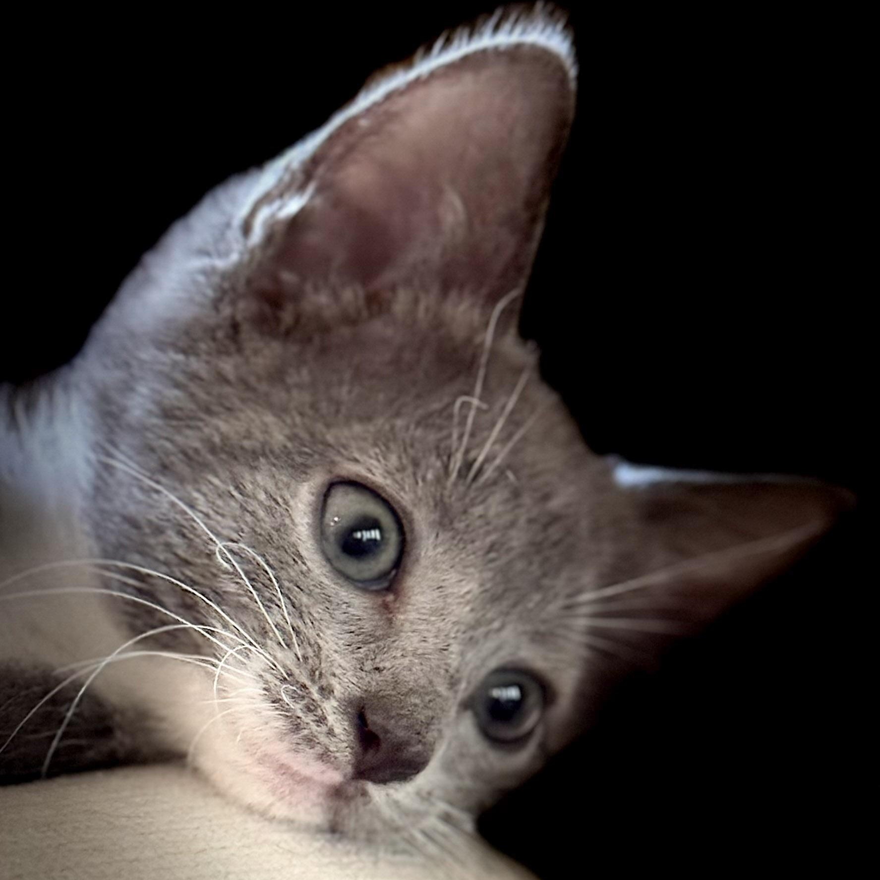 Gracie, a Adoptable Domestic Short Hair in Naples, FL image 1/6