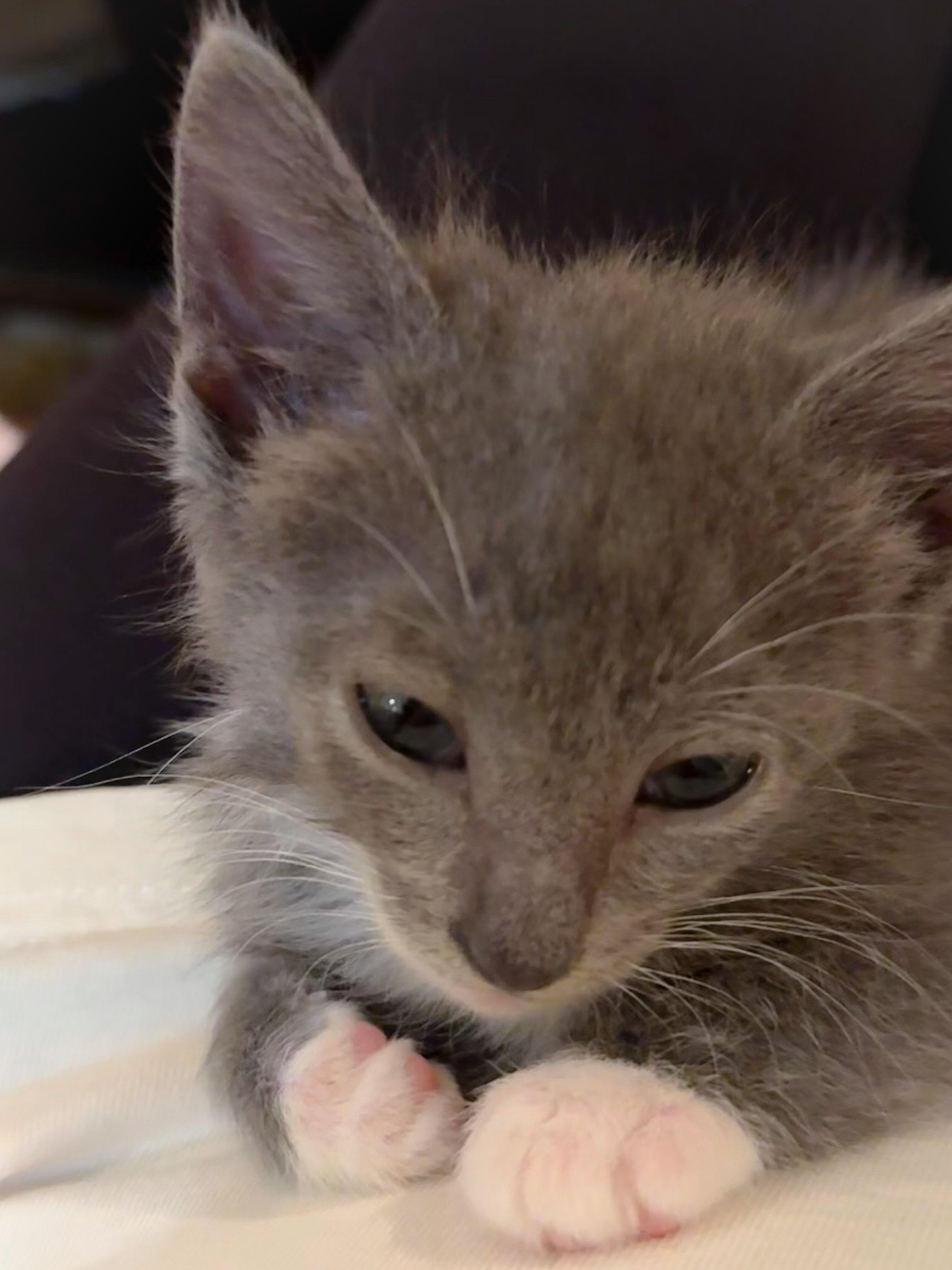 Gracie, a Adoptable Domestic Short Hair in Naples, FL image 6/6