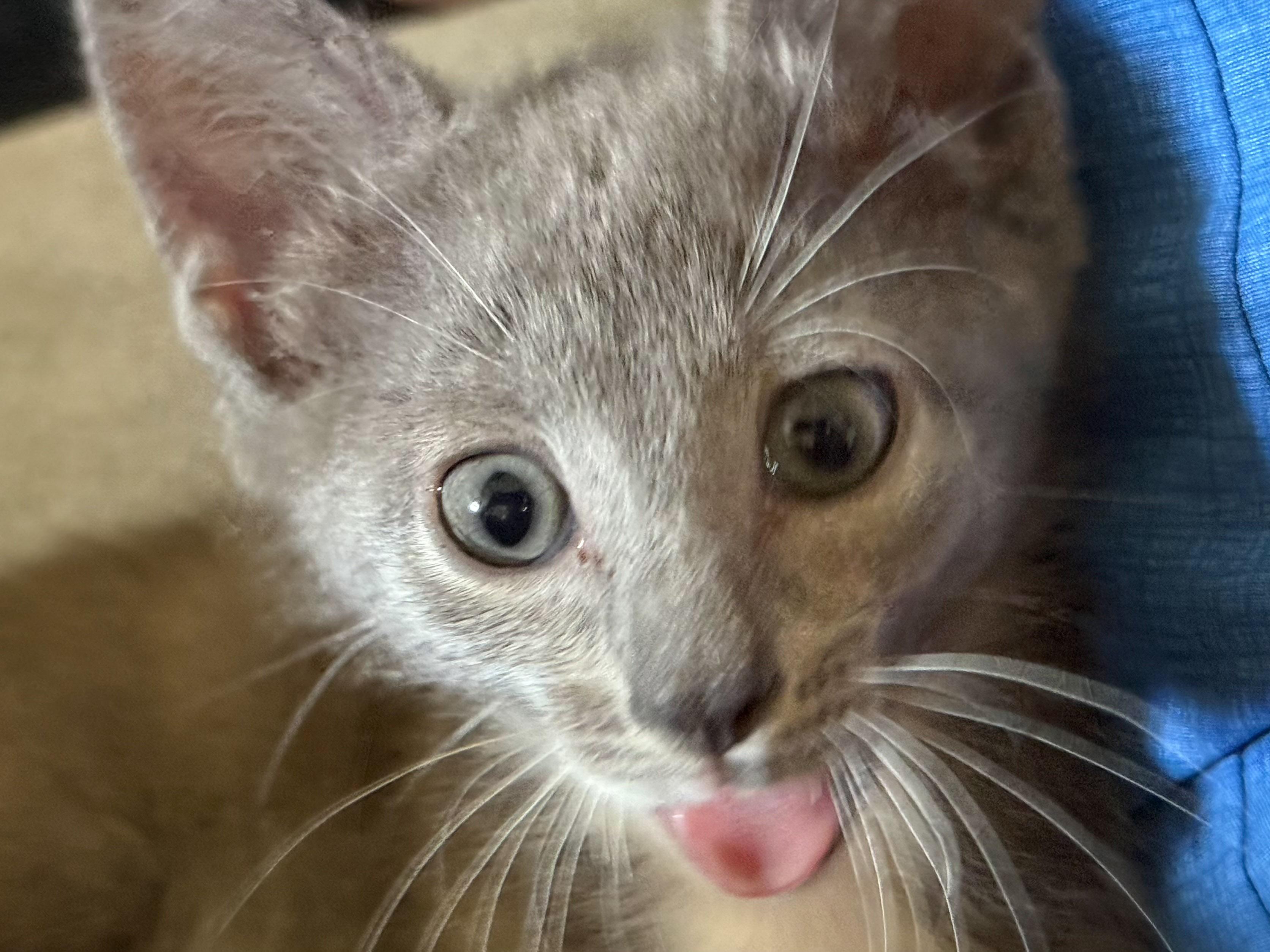 Gracie, a Adoptable Domestic Short Hair in Naples, FL image 2/6