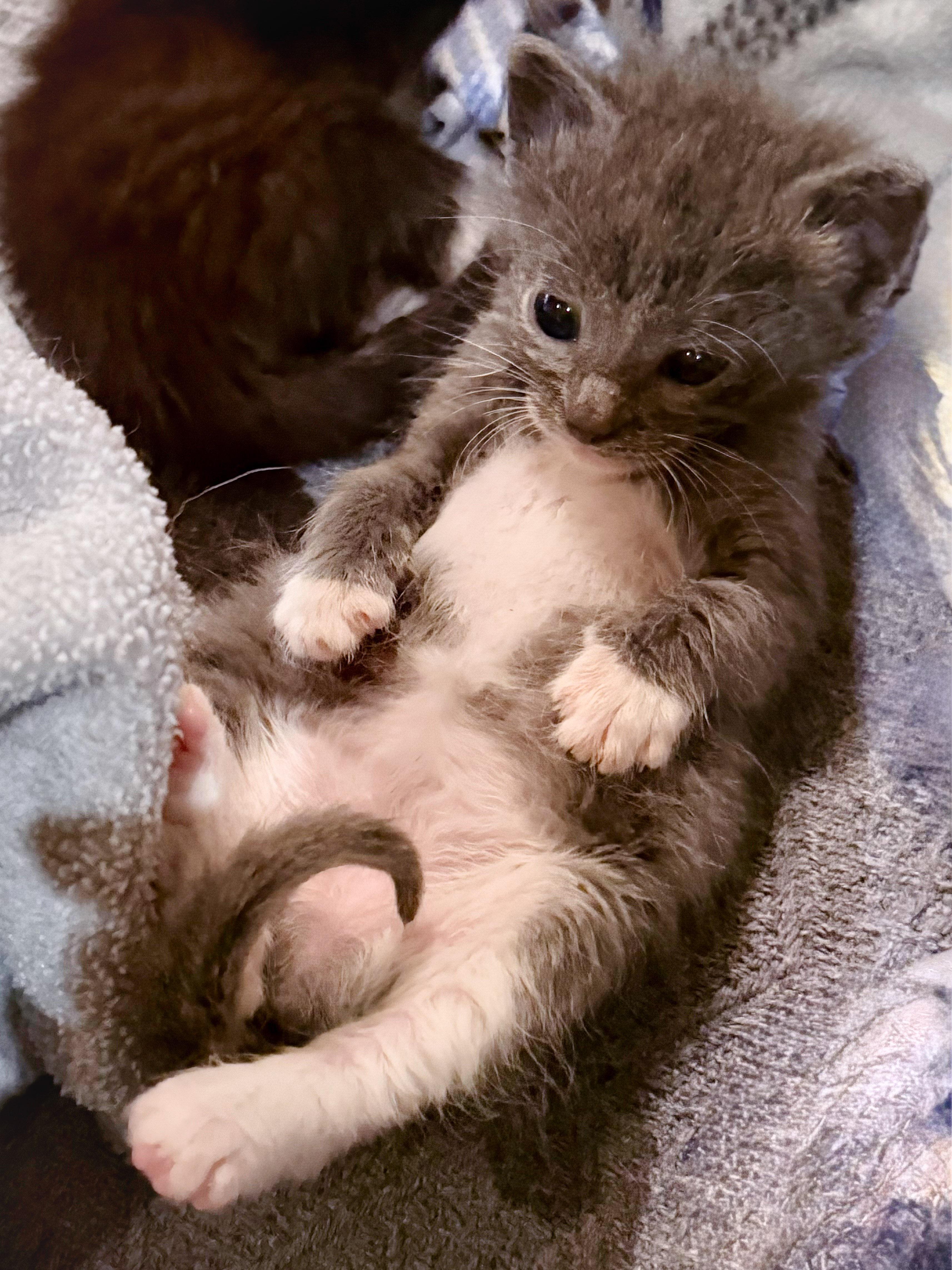 Gracie, a Adoptable Domestic Short Hair in Naples, FL image 5/6