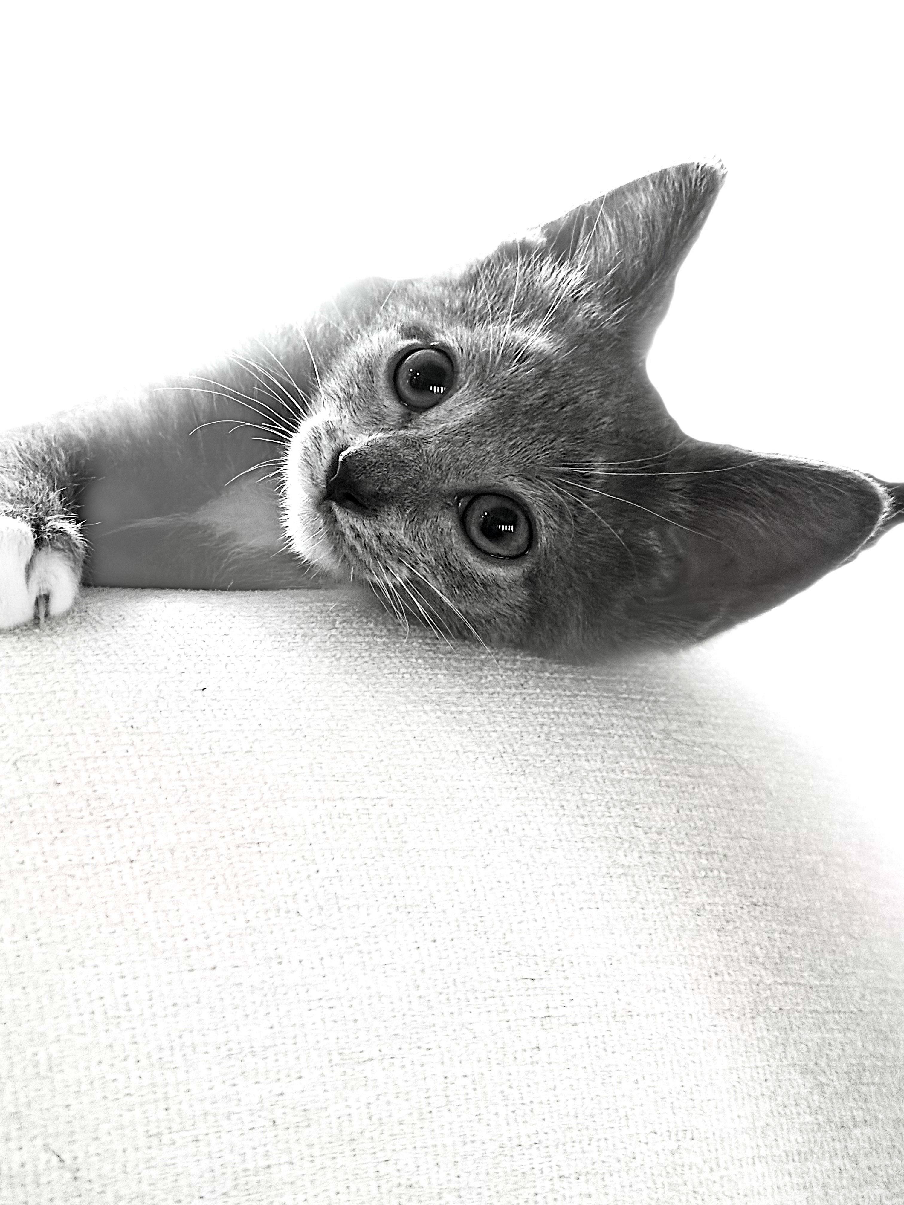 Gracie, a Adoptable Domestic Short Hair in Naples, FL image 3/6