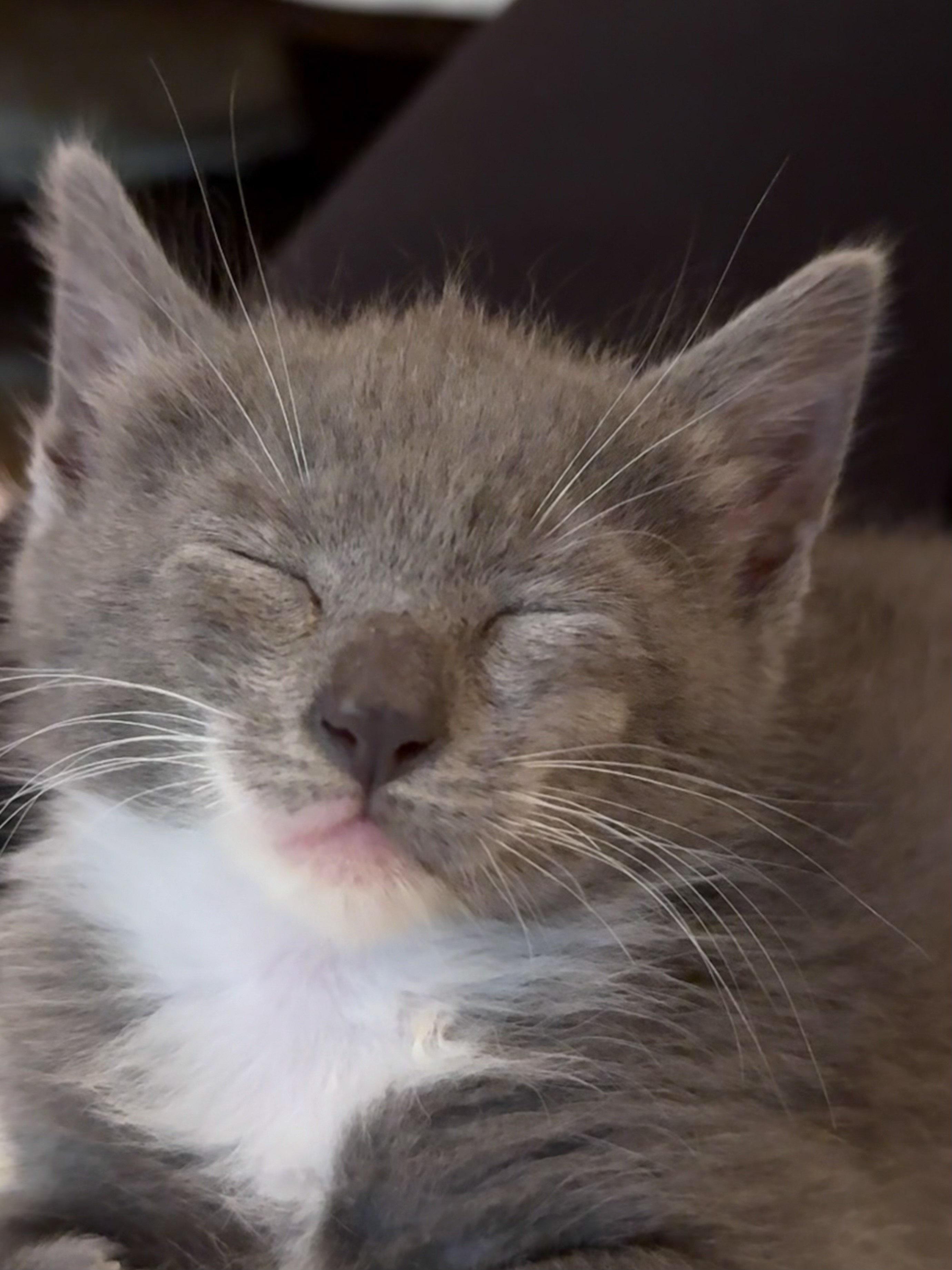 Gracie, a Adoptable Domestic Short Hair in Naples, FL image 4/6