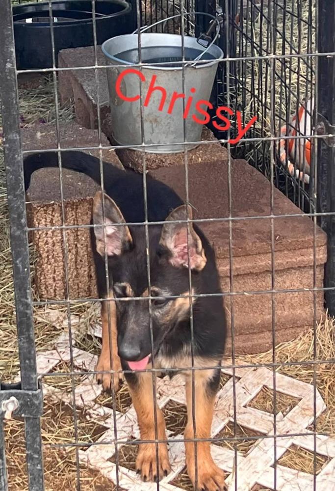 Enlarge Chrissy, a Adopted mixed breed in Fredonia, WI image 1/1
