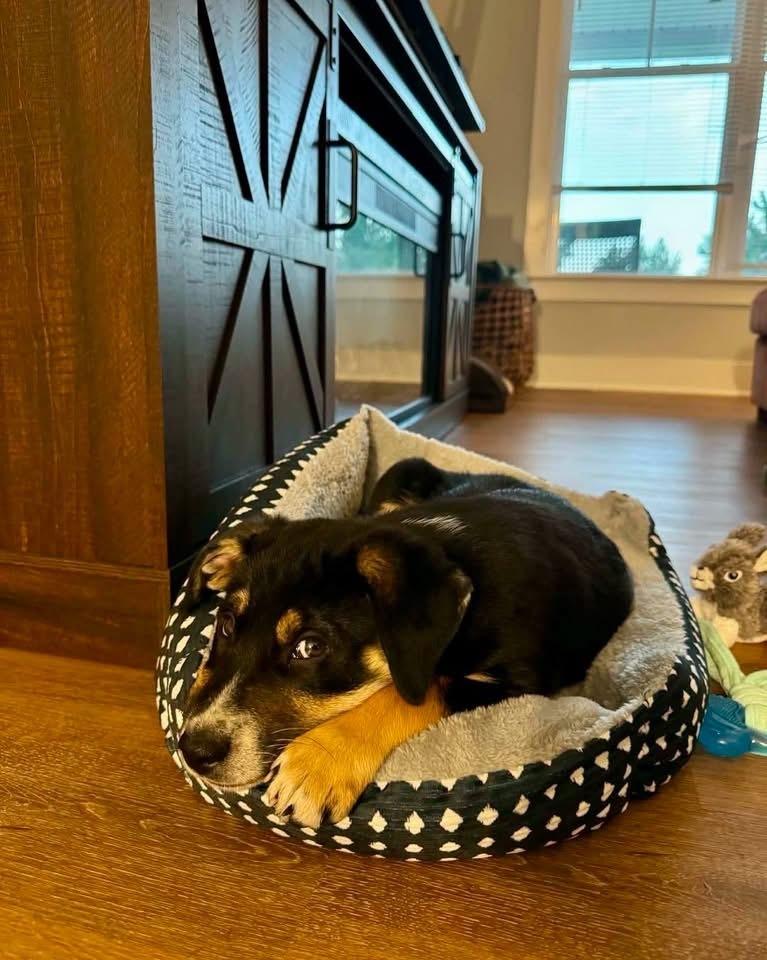 Boone, Adoptable, Puppy Male Shepherd.