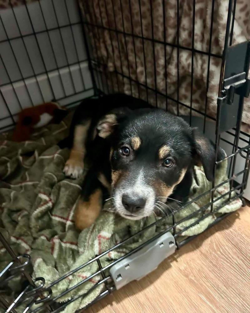 Enlarge Boone, a Adoptable mixed breed in Wendell, NC image 2/4