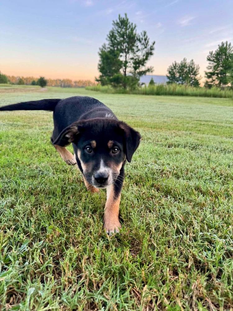 Enlarge Boone, a Adoptable mixed breed in Wendell, NC image 3/4