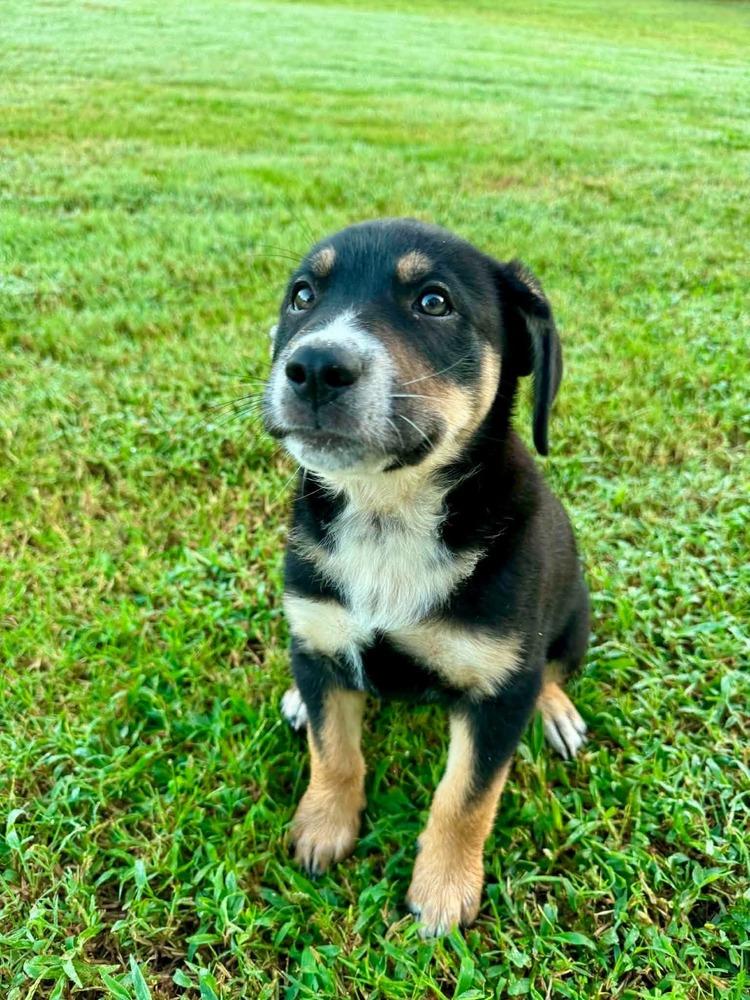 Enlarge Boone, a Adoptable mixed breed in Wendell, NC image 4/4