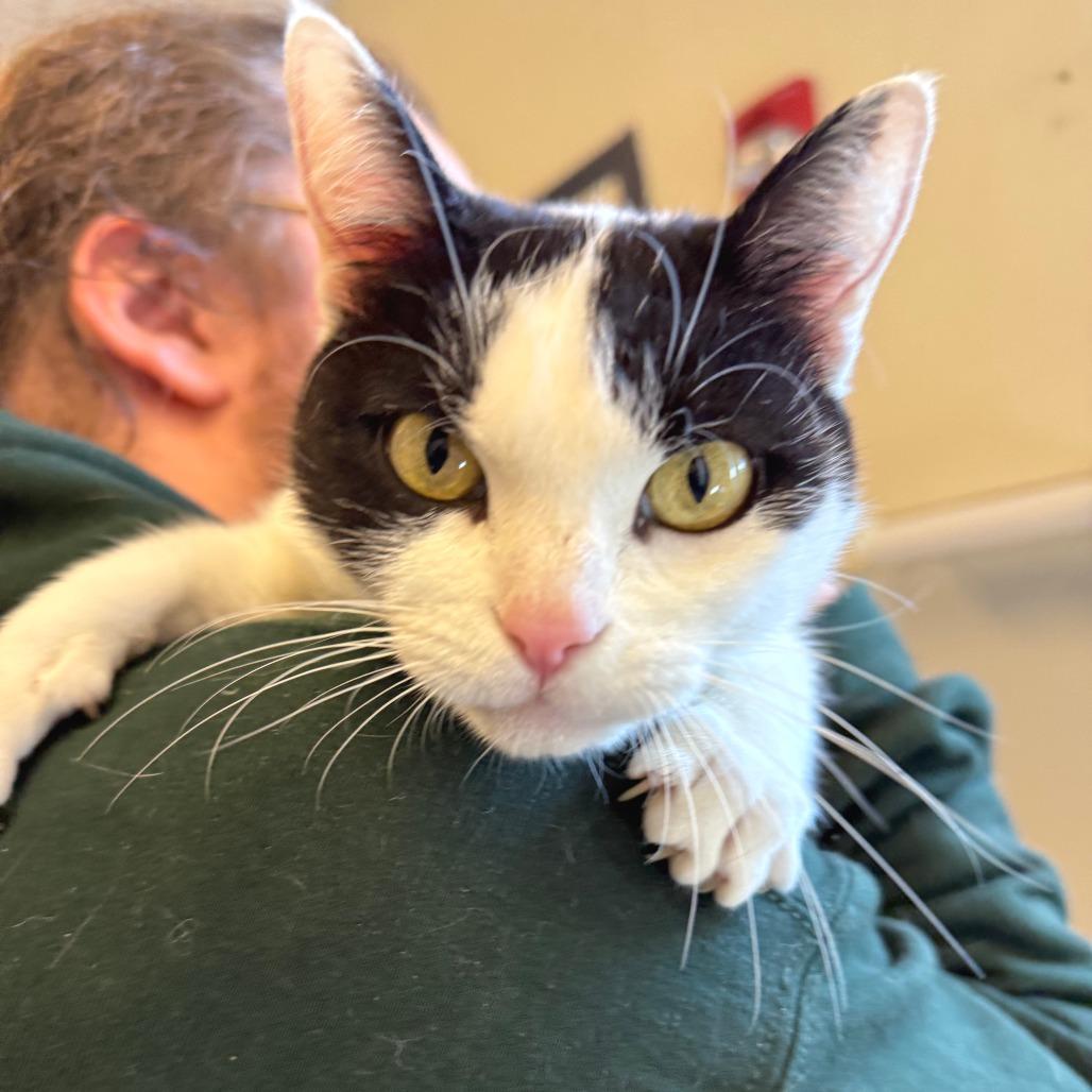 Precious, Adoptable, Adult Female Domestic Short Hair.