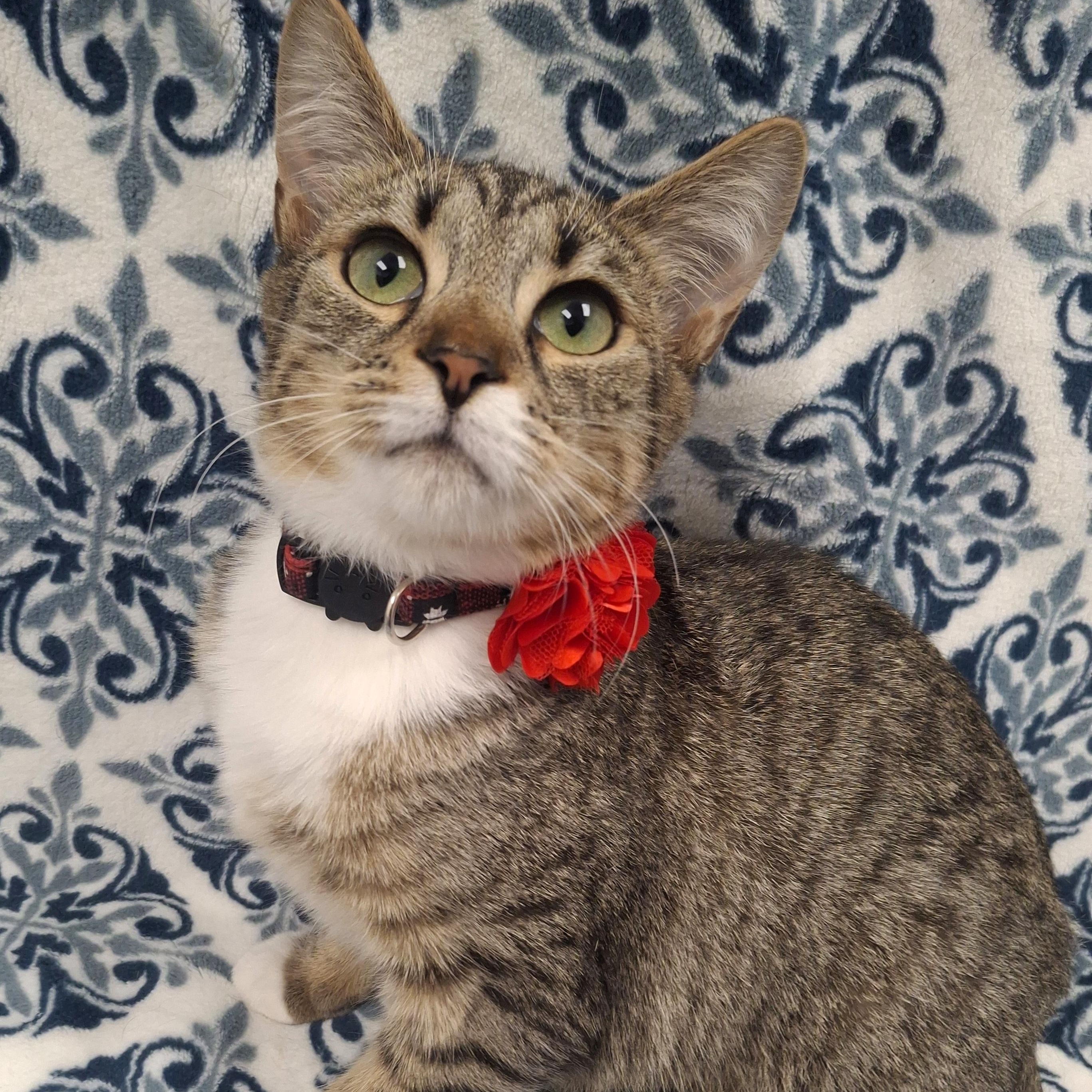 Kira (Snuggle Bug), an adopted mixed breed in Yorba Linda, CA image 1/6