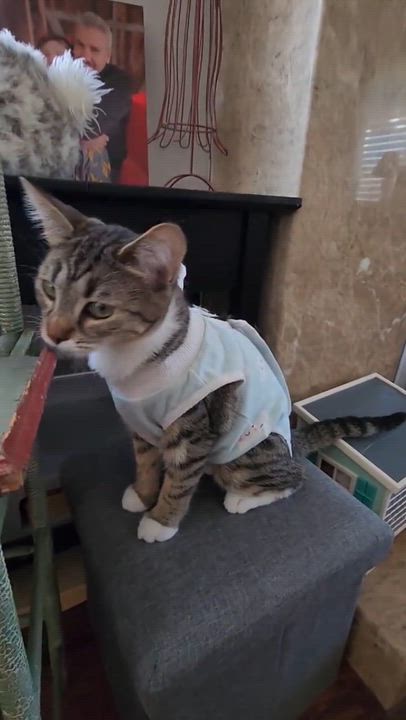 Enlarge Kira (Snuggle Bug), an adopted mixed breed in Yorba Linda, CA video 4/6
