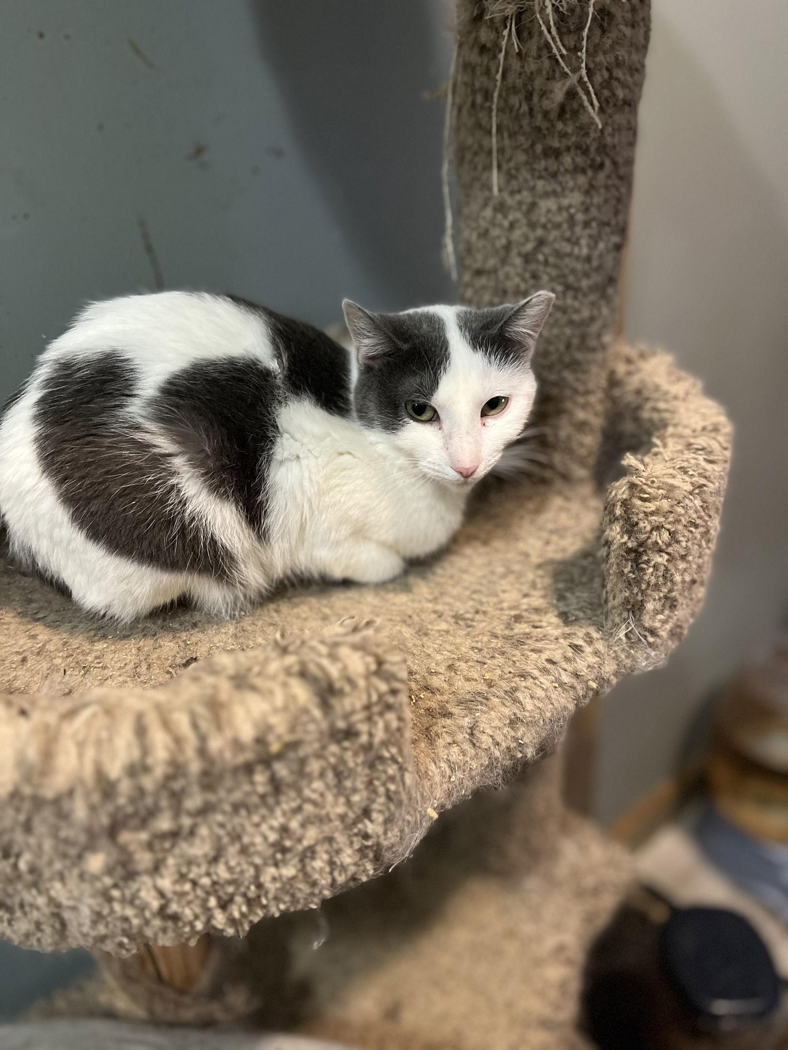 Enlarge Pearl, a Adoptable Domestic Short Hair in Zimmerman, MN image 1/1