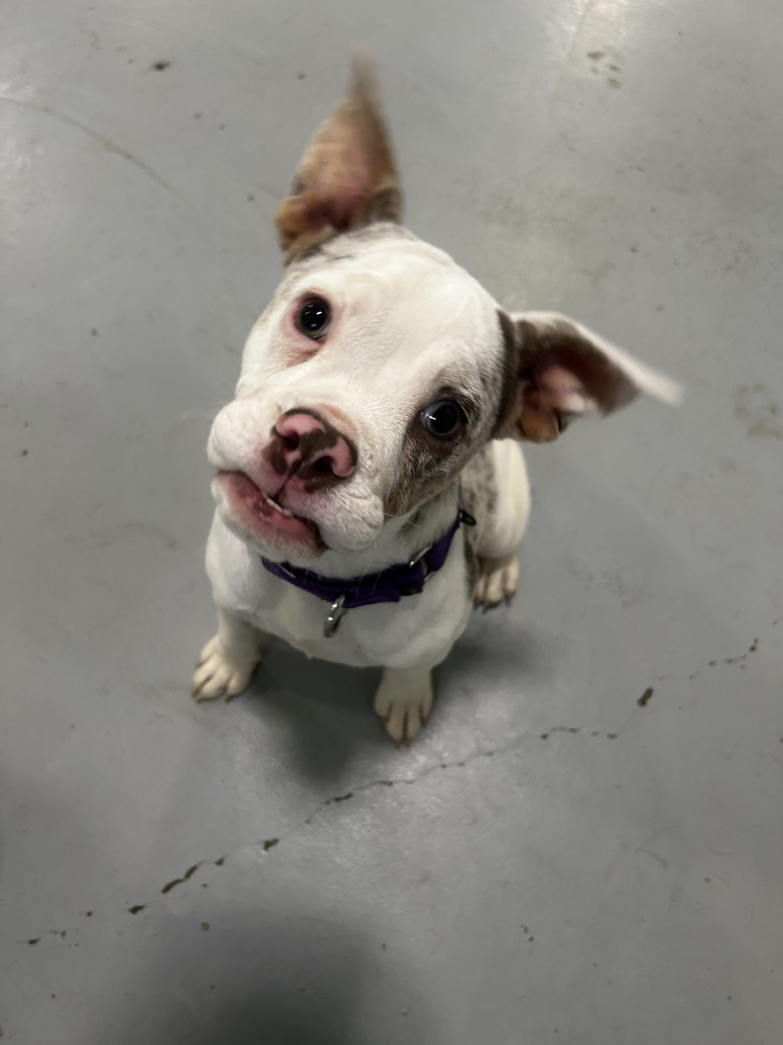 Cookie, a Adoptable mixed breed in Brunswick, OH image 3/6