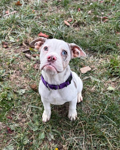 Cookie, Adoptable, Puppy Female English Bulldog & Beagle.