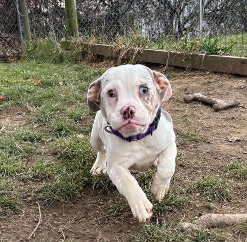 Cookie, a Adoptable mixed breed in Brunswick, OH image 5/6