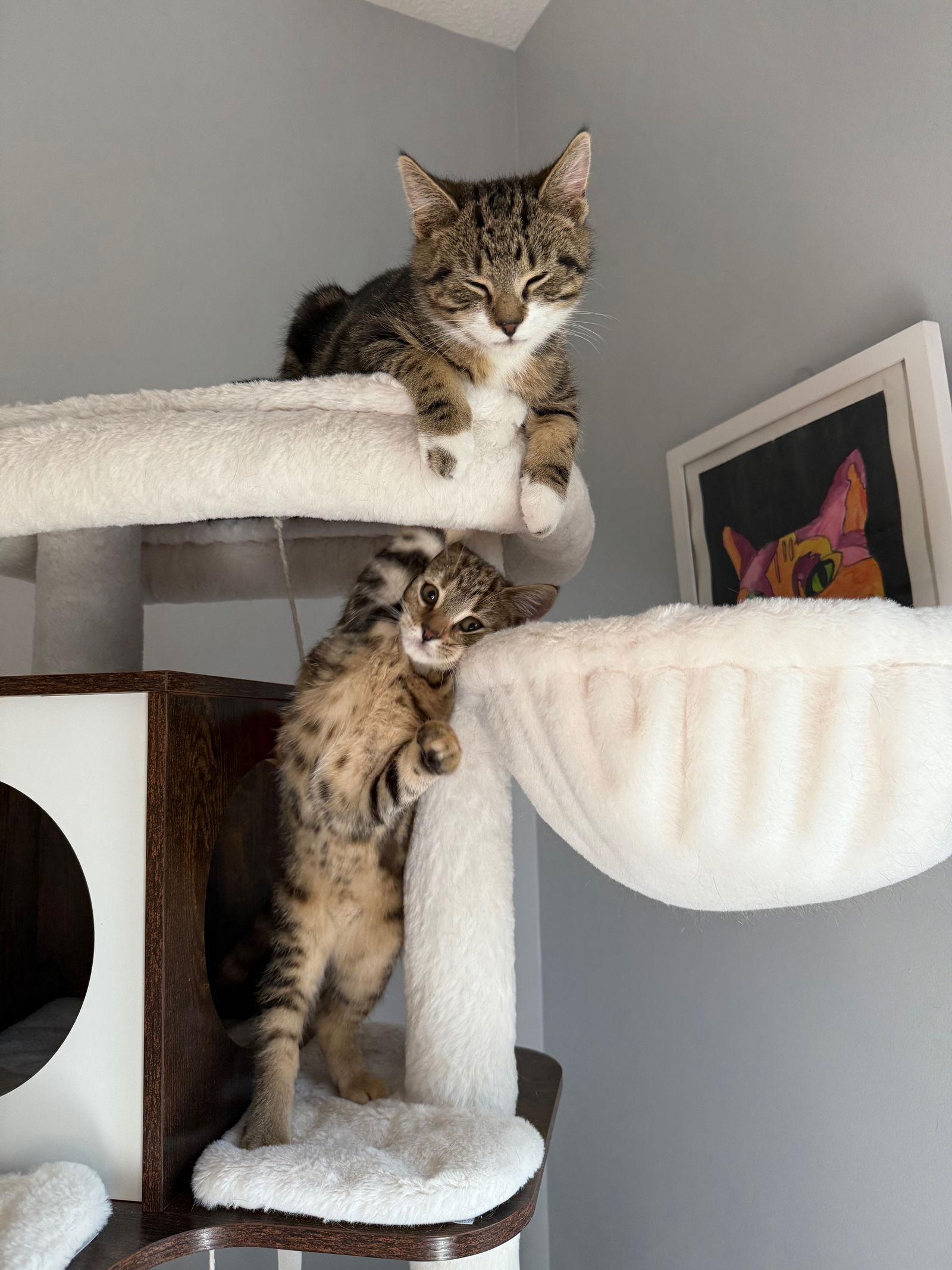 Nutmeg, Adoptable, Kitten Female Domestic Short Hair.