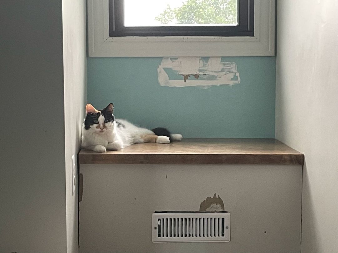 Cali BK 0218, a Adoptable Calico in West Bloomfield, MI image 5/7