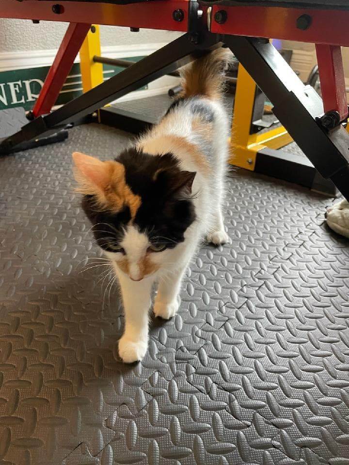 Cali BK 0218, a Adoptable Calico in West Bloomfield, MI image 6/7