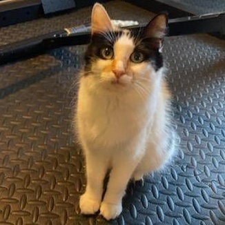 Cali BK 0218, Adoptable, Adult Female Calico.