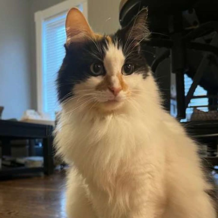 Enlarge Cali BK 0218, a Adoptable Calico in West Bloomfield, MI image 7/7