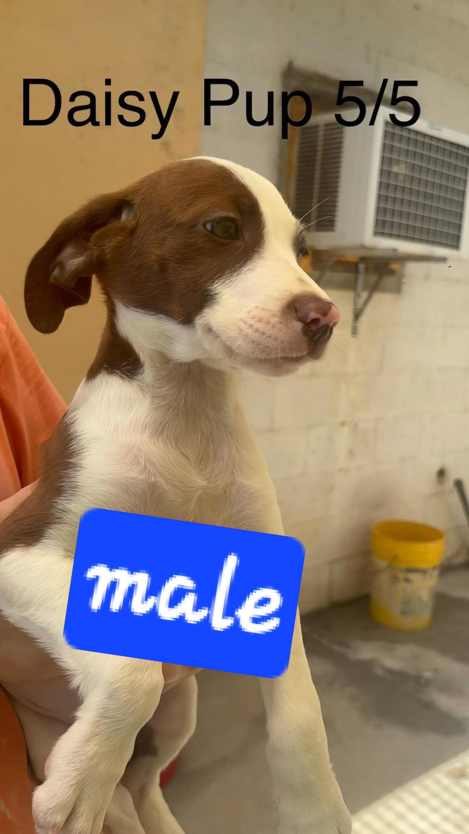 Daisy pups, Adoptable, Puppy Female English Springer Spaniel & English Pointer.