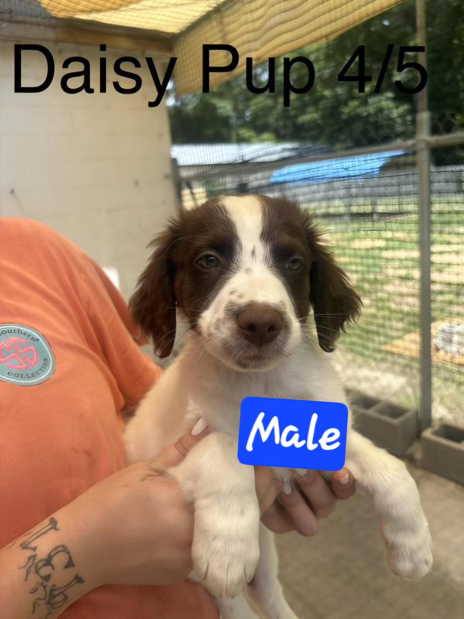 Daisy pups, Adoptable, Puppy Female English Springer Spaniel & English Pointer.