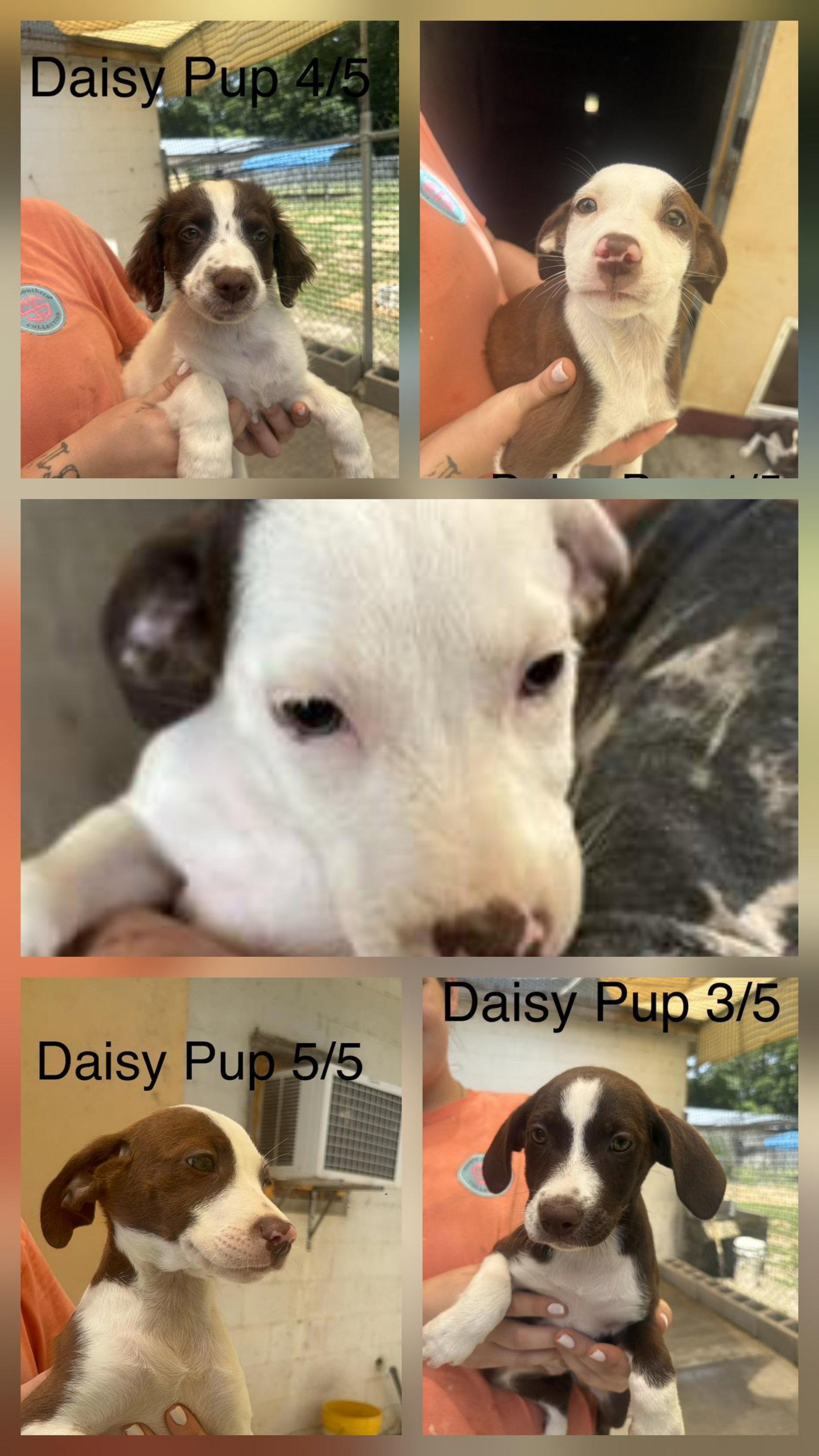 Enlarge Daisy pups, a Adoptable mixed breed in Brooksville, FL image 2/3