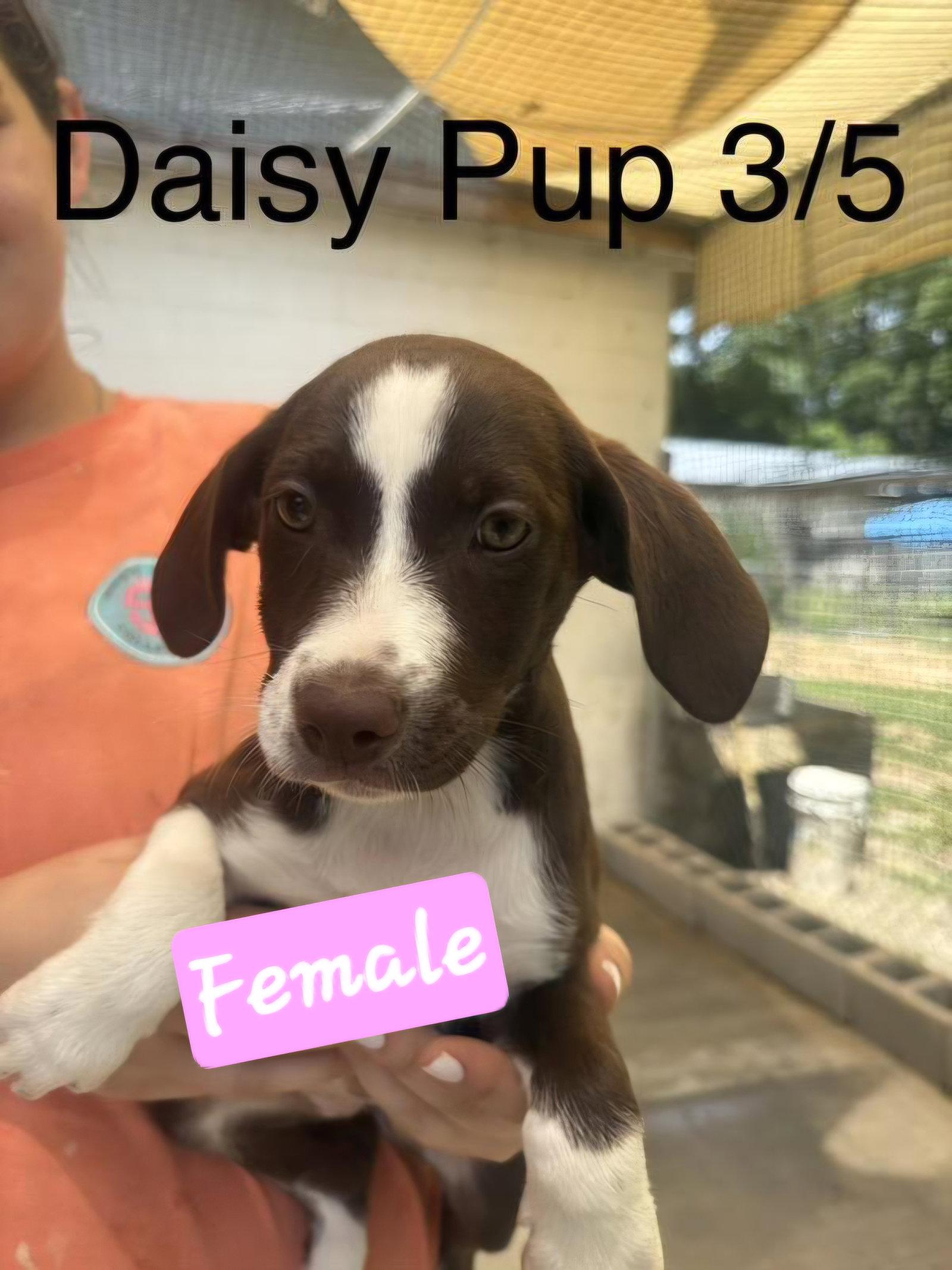 Enlarge Daisy pups, a Adoptable mixed breed in Brooksville, FL image 3/3