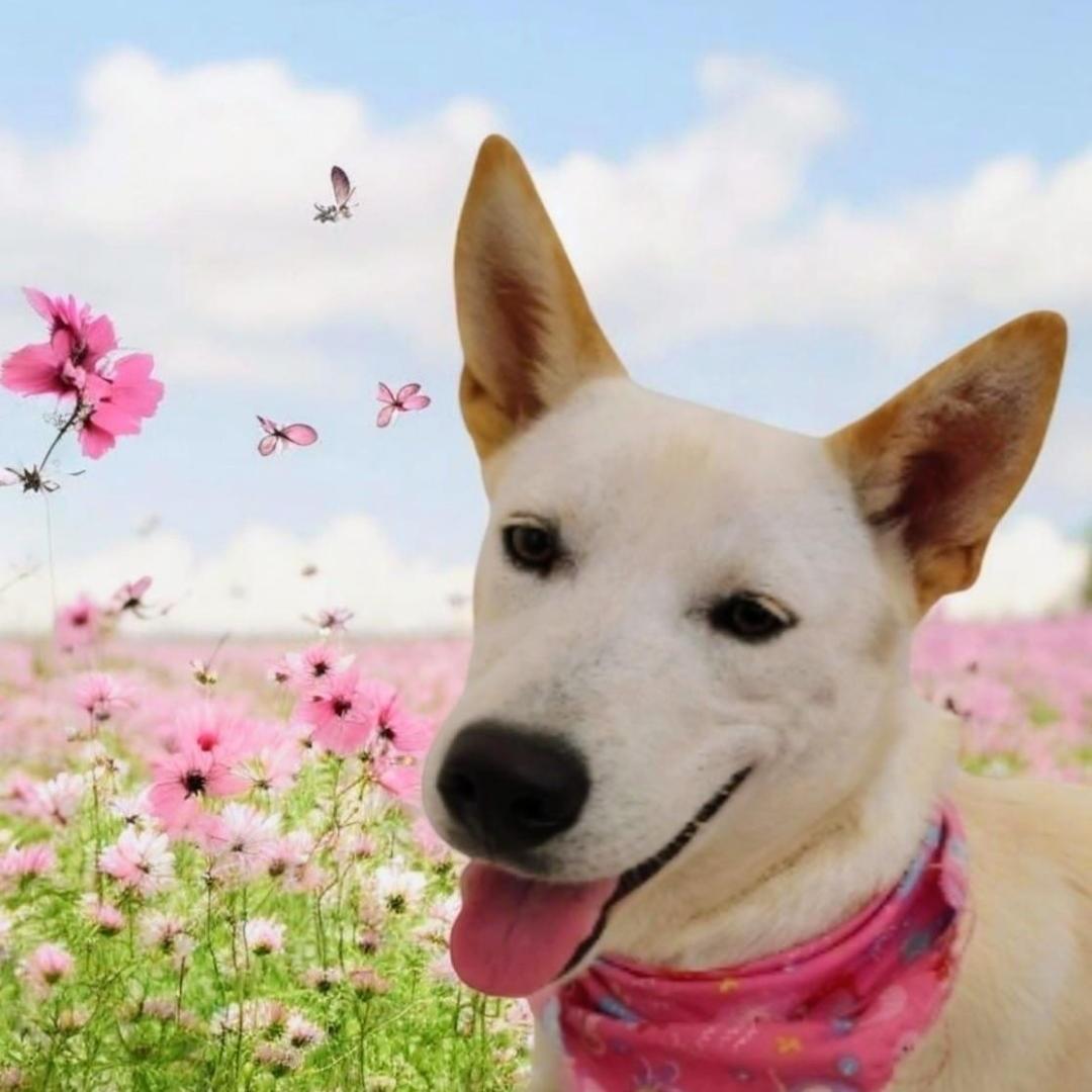 SNOW, Adoptable, Puppy Female Shepherd & Mixed Breed.