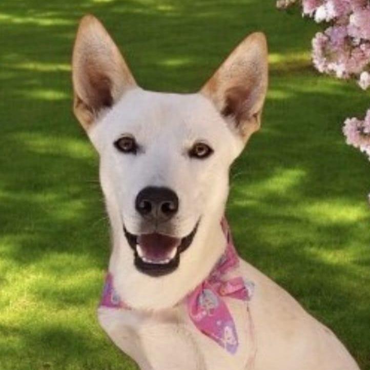 Enlarge SNOW, a Adoptable mixed breed in Rowland Heights, CA image 2/3