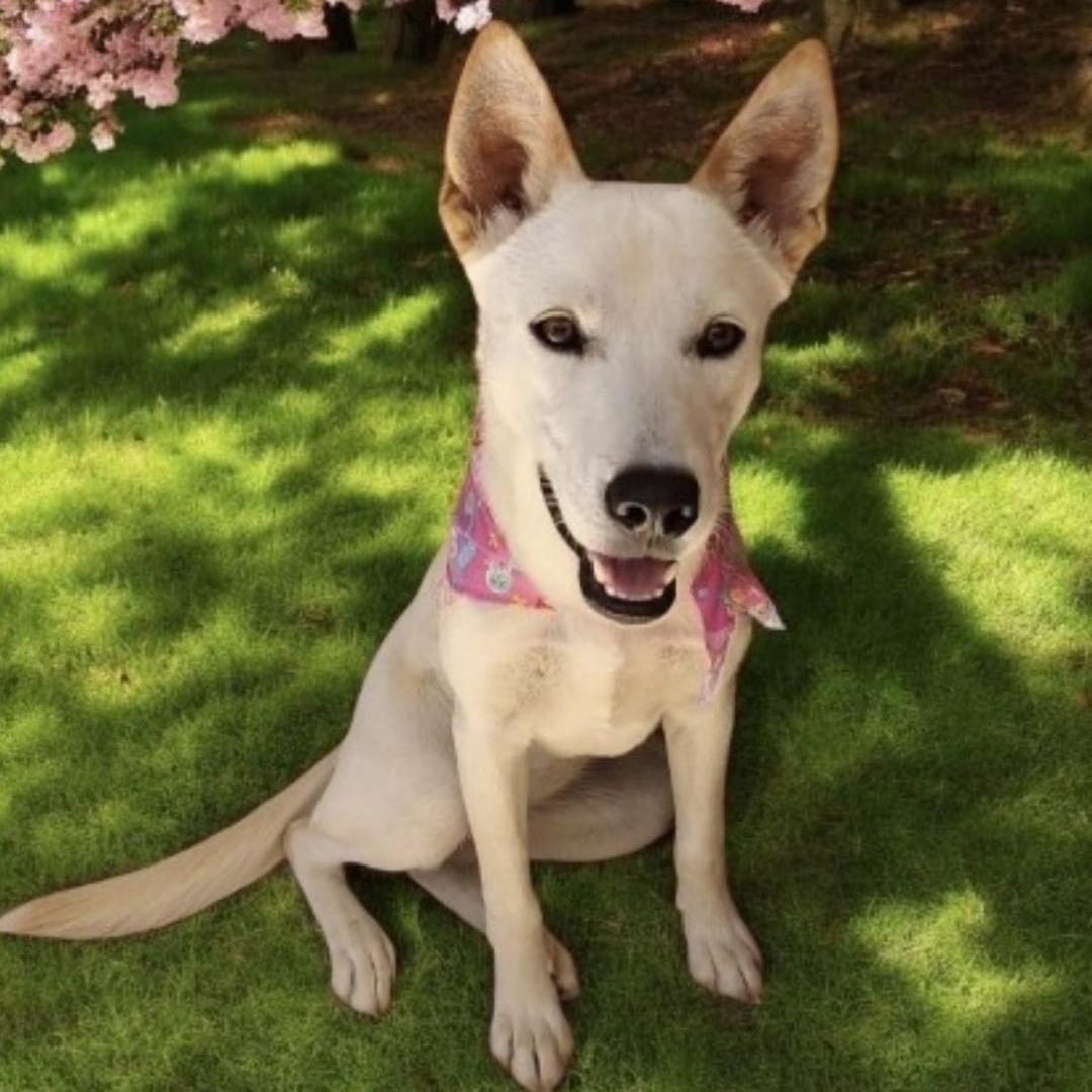 Enlarge SNOW, a Adoptable mixed breed in Rowland Heights, CA image 3/3