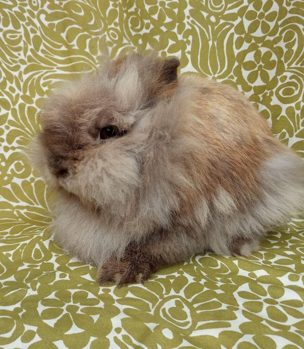 Enlarge Hibiscus, an adopted Lionhead in Goleta, CA image 2/3
