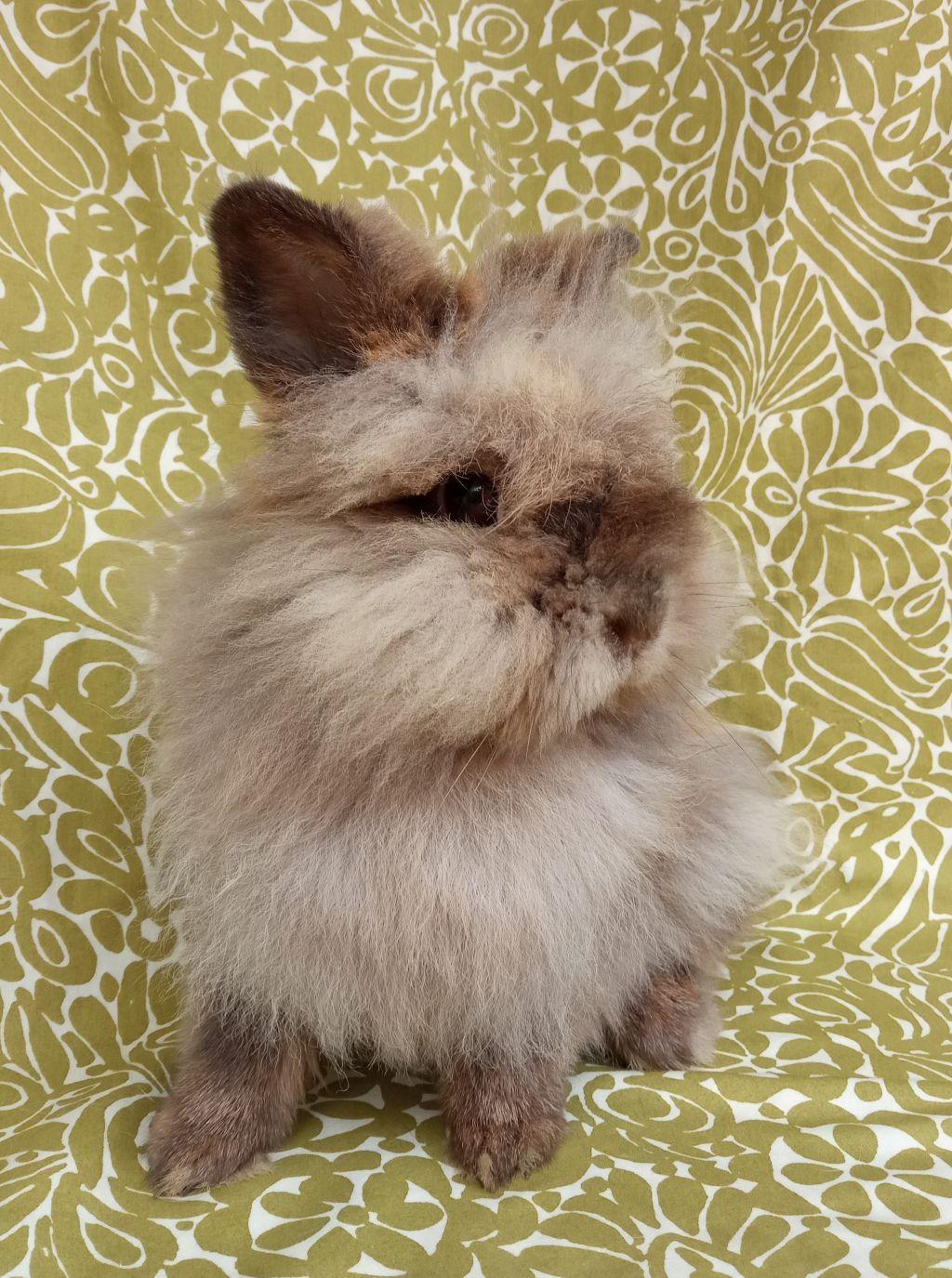 Enlarge Hibiscus, an adopted Lionhead in Goleta, CA image 1/3