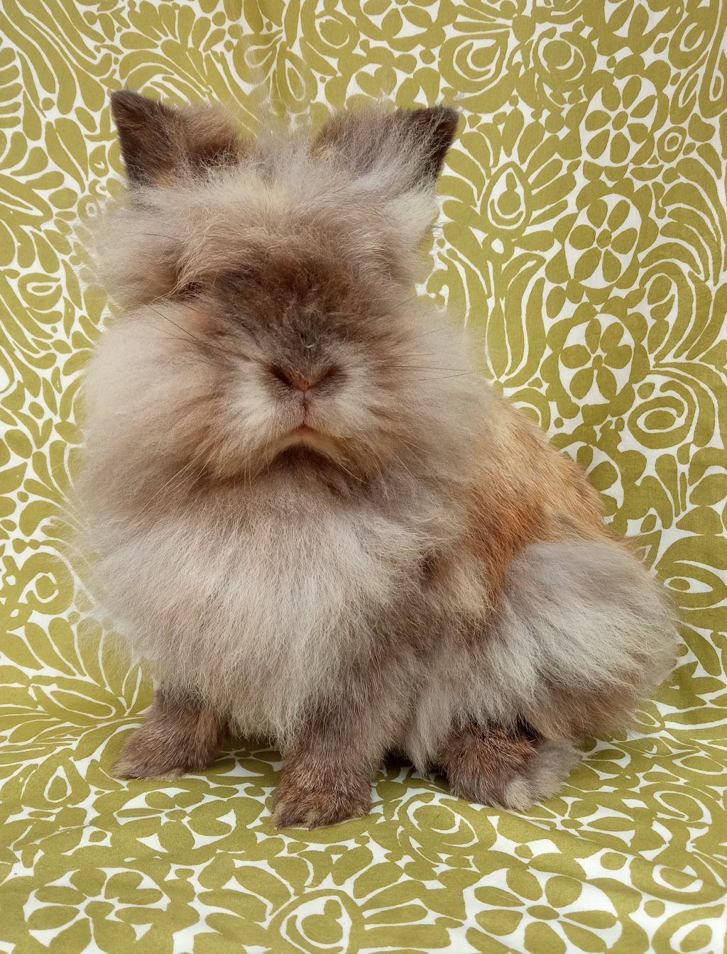 Enlarge Hibiscus, an adopted Lionhead in Goleta, CA image 3/3