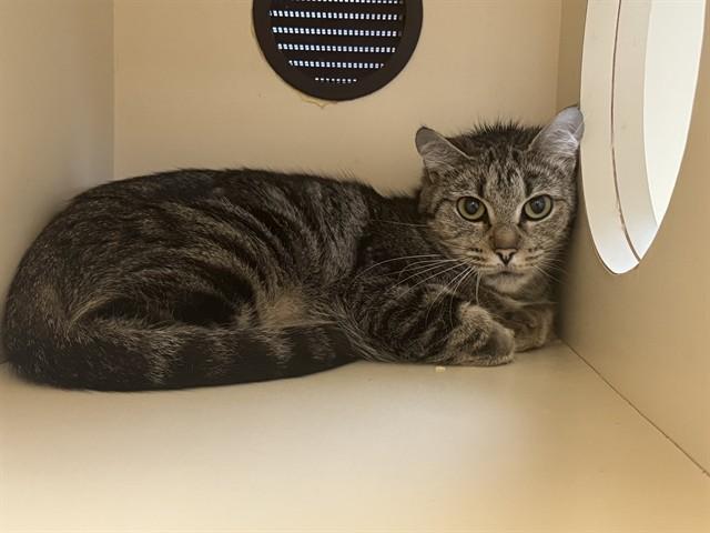 PARCHEESI, Adoptable, Young Female Domestic Short Hair.