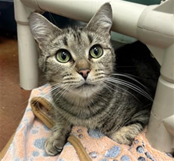 PARCHEESI, Adoptable, Young Female Domestic Short Hair.