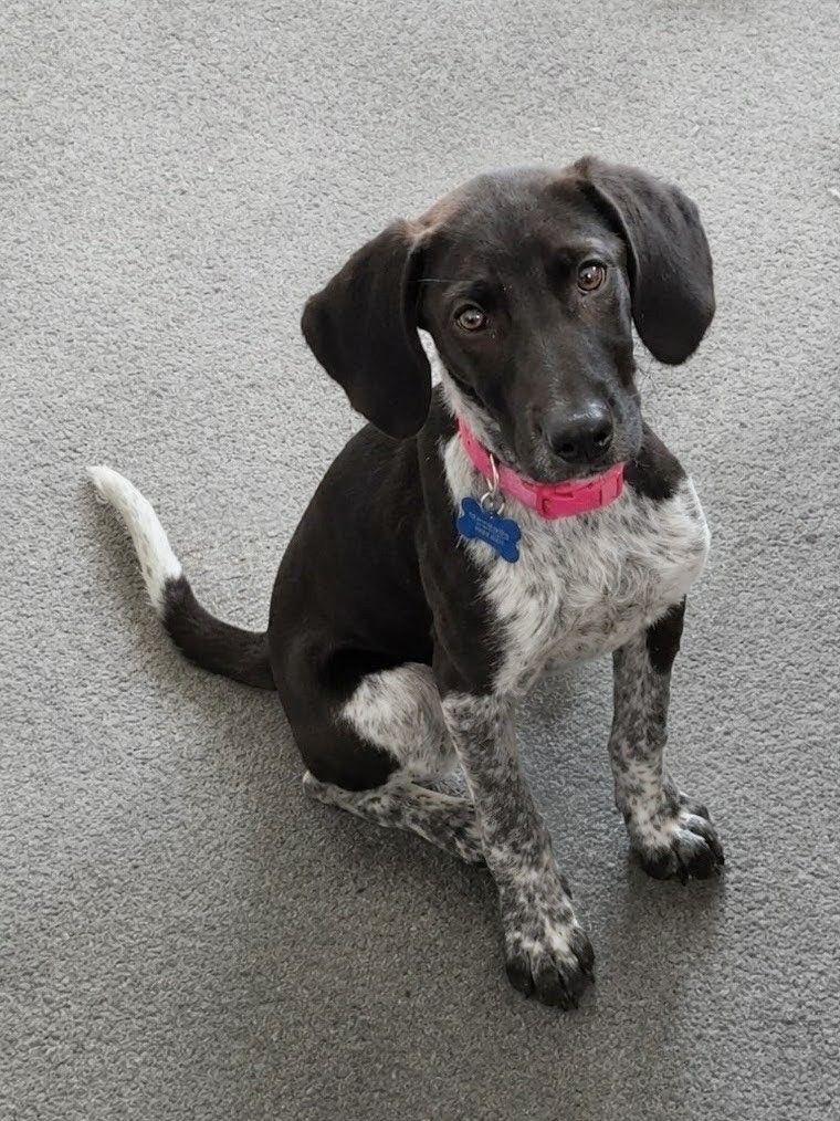 Joan Jett, a Adoptable mixed breed in TULSA, OK image 1/4
