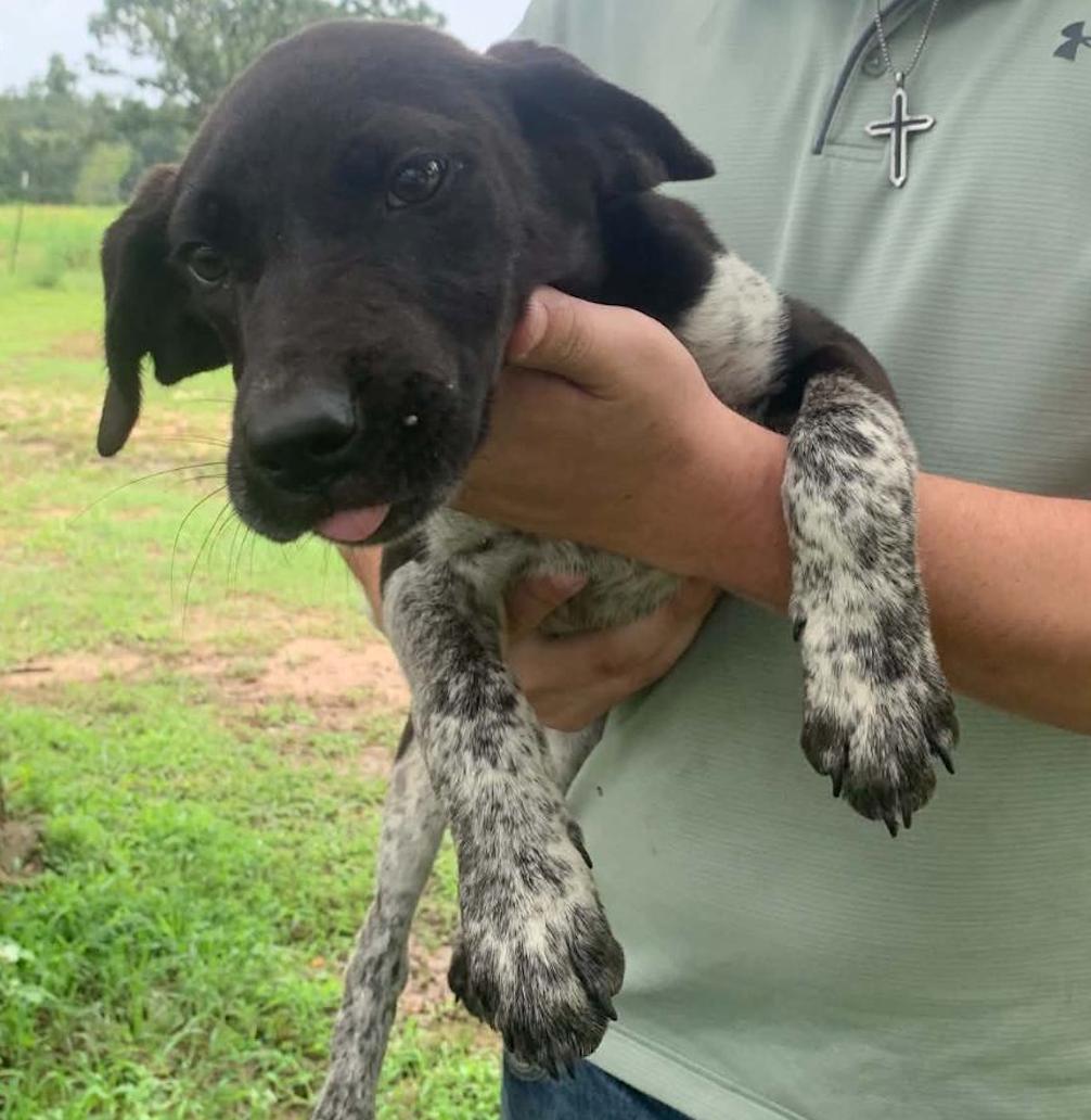 Joan Jett, a Adoptable mixed breed in TULSA, OK image 2/4